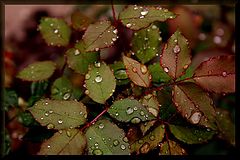 photo "Droplets on leaves of a rose"