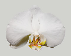 photo "Pearl Color"
