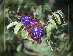 photo "Purple Emperor. Warming up of the motor."