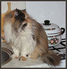 photo "My cat"