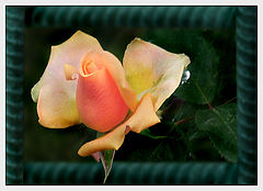 photo "Soap opera " Love and Poverty ""