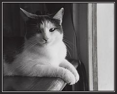 фото "Cat at the antique store"