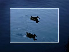 photo "Duet"