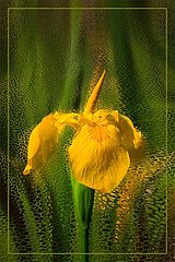 photo "The Optimism"