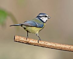 photo "blue tit"