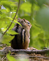 photo "Spectator"