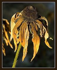 photo "But seeds have ripened..."