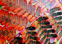 photo "Red fern"