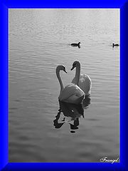 фото "Two Lovers ..."
