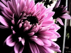 photo "Blackness"