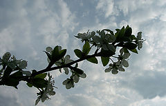 фото "Ветвь"