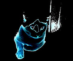 photo "Surrealisty-cat"