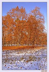 фото "Последняя осень"