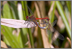 photo "Dance of love."