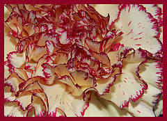фото "passion"