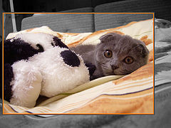 photo "Friendship.The best friend to a kitten is a dog!"