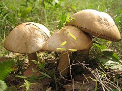 photo "Mushrooms"