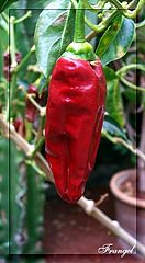 фото "Very spicy"