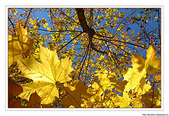 photo "autumn theme"