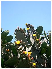 photo "floraison du cactus"
