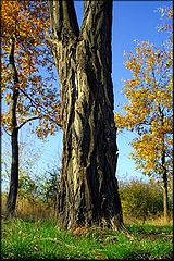 photo "Tree trunk"