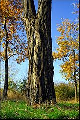 фото "Tree trunk"