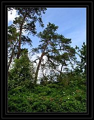 фото "Зелёный холм."