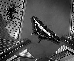 фото "Butterfly Beware"