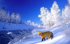 photo "fox in perfect eco system"