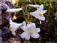 фото "Горная лилия"