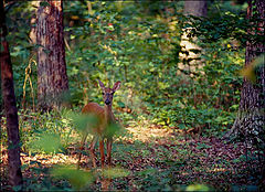 photo "In a forest"