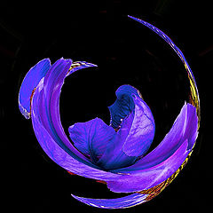 фото "iris"