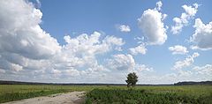 photo "summer"