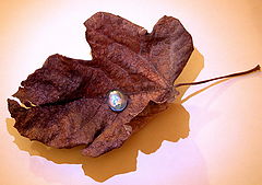 фото "life drop"