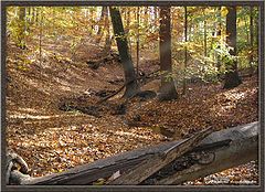 фото "Fall forest"
