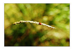 photo "**"