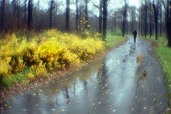 photo "Leaving autumn"