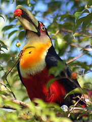 photo "Brazilian toucans"