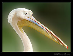 фото "Beauty of nature"