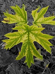 photo "leaf"