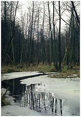 photo "Spring"