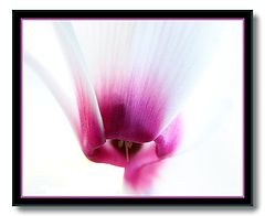 фото "below the cyclamen"