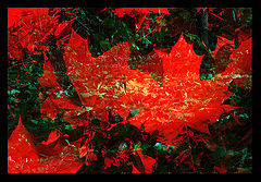 фото "***"