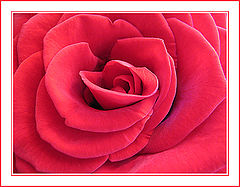 photo "Its Majesty the ROSE"