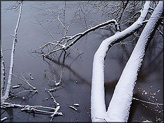 photo "Cold Beauty"