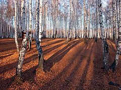 photo "A Birch Autumn"