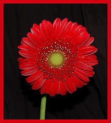 фото "red&black-2"