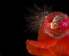 photo "fashionable lady's hat"