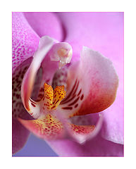 photo "Orchid"