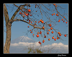 photo "Kaki"